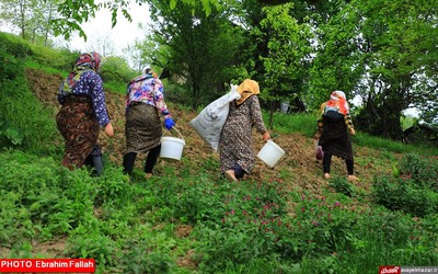 گزارش تصویری ابراهیم فلاح از برداشت گل گاوزبان در هزار جریب نکا