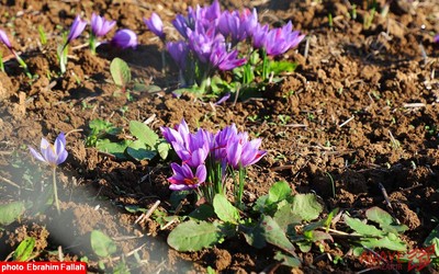 برداشت زعفران در روستای بندرج دودانگه ی ساری