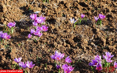 برداشت زعفران در روستای بندرج دودانگه ی ساری