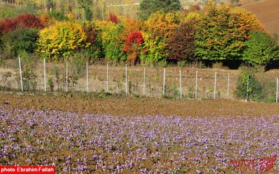 برداشت زعفران در روستای بندرج دودانگه ی ساری