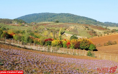 برداشت زعفران در روستای بندرج دودانگه ی ساری