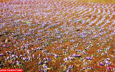 برداشت زعفران در روستای بندرج دودانگه ی ساری