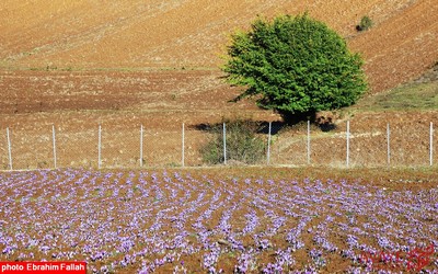 برداشت زعفران در روستای بندرج دودانگه ی ساری