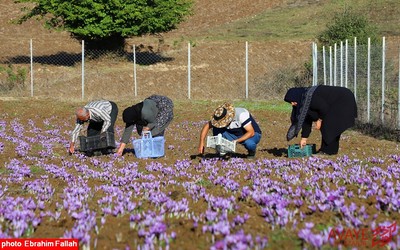 برداشت زعفران در روستای بندرج دودانگه ی ساری