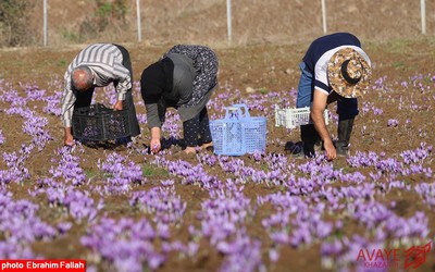 برداشت زعفران در روستای بندرج دودانگه ی ساری