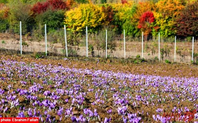 برداشت زعفران در روستای بندرج دودانگه ی ساری