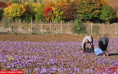 برداشت زعفران در روستای بندرج دودانگه ی ساری