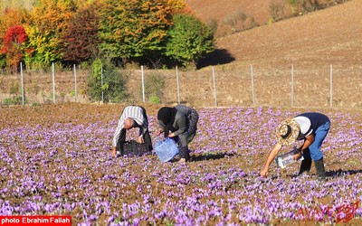 برداشت زعفران در روستای بندرج دودانگه ی ساری