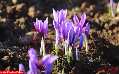 برداشت زعفران در روستای بندرج دودانگه ی ساری