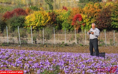 برداشت زعفران در روستای بندرج دودانگه ی ساری