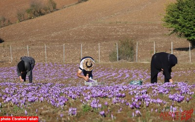 برداشت زعفران در روستای بندرج دودانگه ی ساری