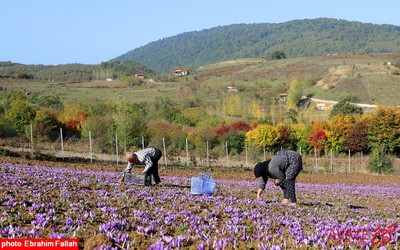 برداشت زعفران در روستای بندرج دودانگه ی ساری