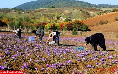 برداشت زعفران در روستای بندرج دودانگه ی ساری