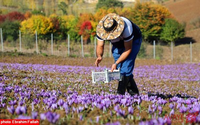 برداشت زعفران در روستای بندرج دودانگه ی ساری