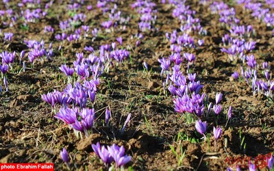 برداشت زعفران در روستای بندرج دودانگه ی ساری