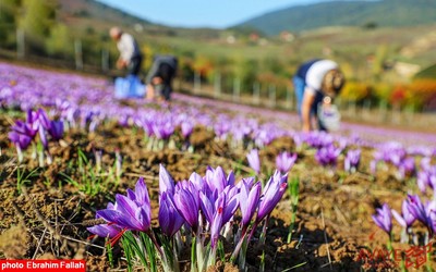 برداشت زعفران در روستای بندرج دودانگه ی ساری