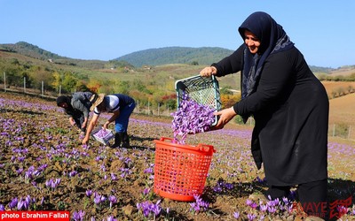 برداشت زعفران در روستای بندرج دودانگه ی ساری