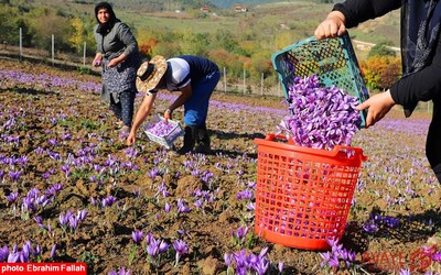 برداشت زعفران در روستای بندرج دودانگه ی ساری