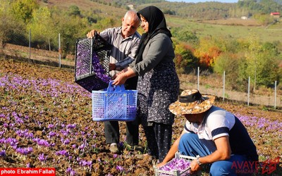 برداشت زعفران در روستای بندرج دودانگه ی ساری