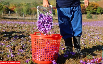 برداشت زعفران در روستای بندرج دودانگه ی ساری