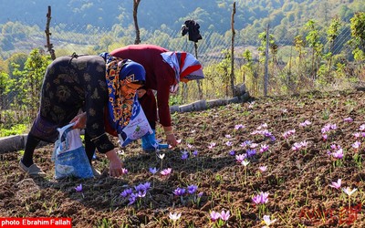 برداشت زعفران در روستای بندرج دودانگه ی ساری