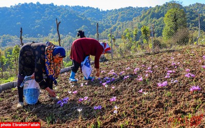 برداشت زعفران در روستای بندرج دودانگه ی ساری