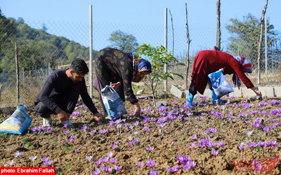 برداشت زعفران در روستای بندرج دودانگه ی ساری