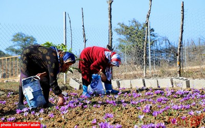 برداشت زعفران در روستای بندرج دودانگه ی ساری