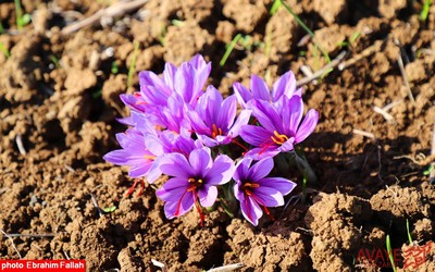 برداشت زعفران در روستای بندرج دودانگه ی ساری