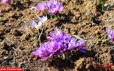 برداشت زعفران در روستای بندرج دودانگه ی ساری