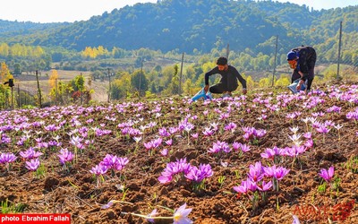 برداشت زعفران در روستای بندرج دودانگه ی ساری