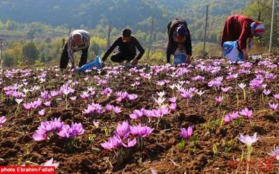 برداشت زعفران در روستای بندرج دودانگه ی ساری