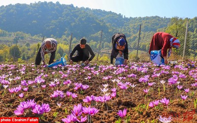 برداشت زعفران در روستای بندرج دودانگه ی ساری