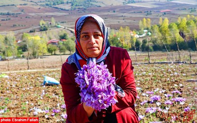 برداشت زعفران در روستای بندرج دودانگه ی ساری