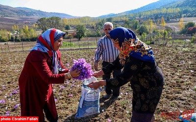 برداشت زعفران در روستای بندرج دودانگه ی ساری