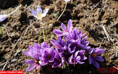 برداشت زعفران در روستای بندرج دودانگه ی ساری