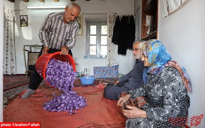 برداشت زعفران در روستای بندرج دودانگه ی ساری