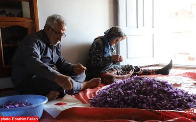 برداشت زعفران در روستای بندرج دودانگه ی ساری