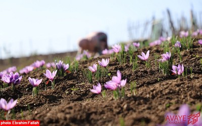 برداشت زعفران در روستای بندرج دودانگه ی ساری