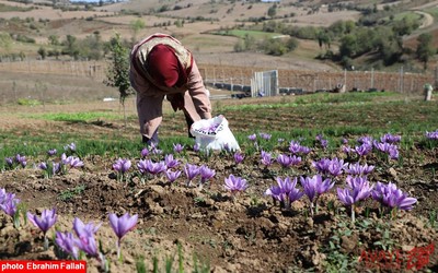 برداشت زعفران در روستای بندرج دودانگه ی ساری