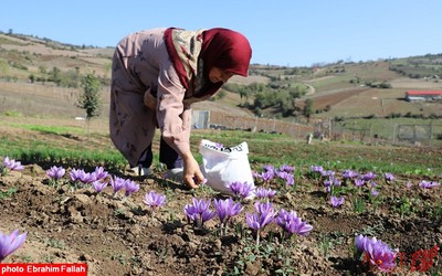 برداشت زعفران در روستای بندرج دودانگه ی ساری