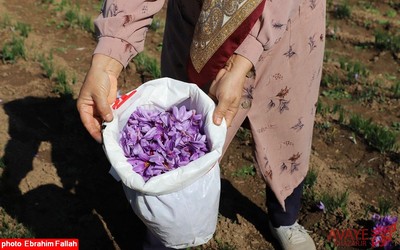 برداشت زعفران در روستای بندرج دودانگه ی ساری