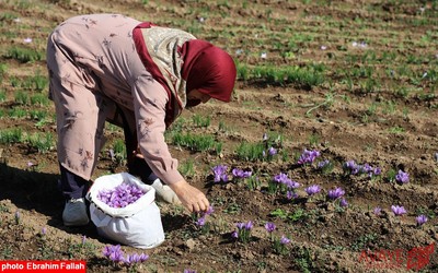 برداشت زعفران در روستای بندرج دودانگه ی ساری