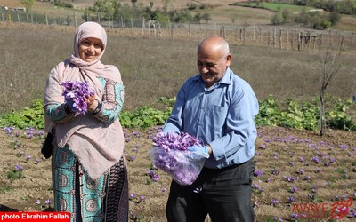 برداشت زعفران در روستای بندرج دودانگه ی ساری