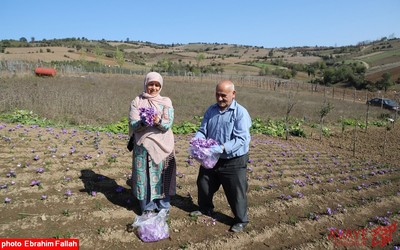 برداشت زعفران در روستای بندرج دودانگه ی ساری