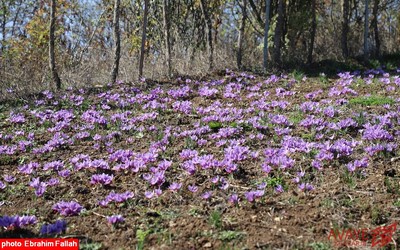 برداشت زعفران در روستای بندرج دودانگه ی ساری