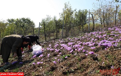 برداشت زعفران در روستای بندرج دودانگه ی ساری