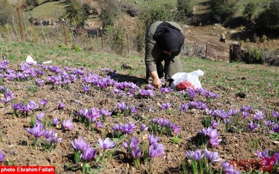 برداشت زعفران در روستای بندرج دودانگه ی ساری