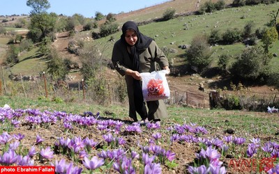 برداشت زعفران در روستای بندرج دودانگه ی ساری