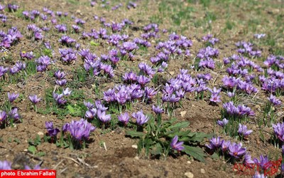 برداشت زعفران در روستای بندرج دودانگه ی ساری